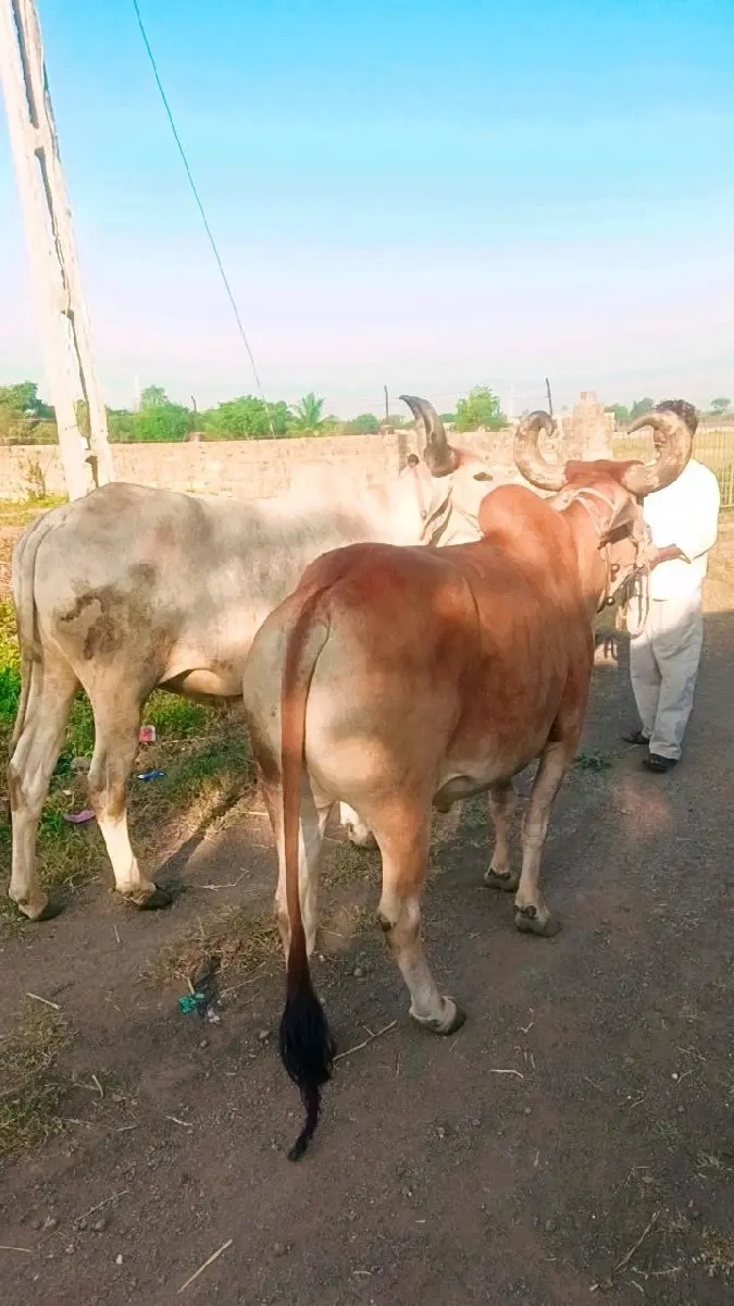 થંબનેલ 3