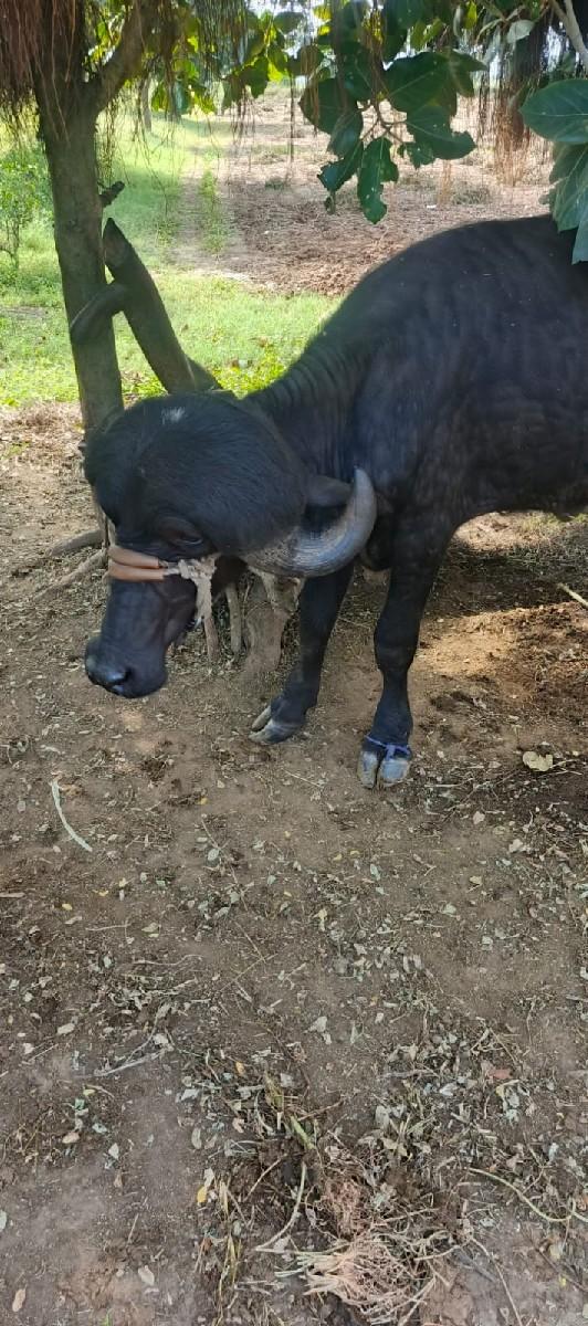 થંબનેલ 3