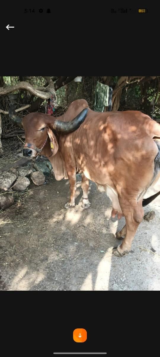 થંબનેલ 2