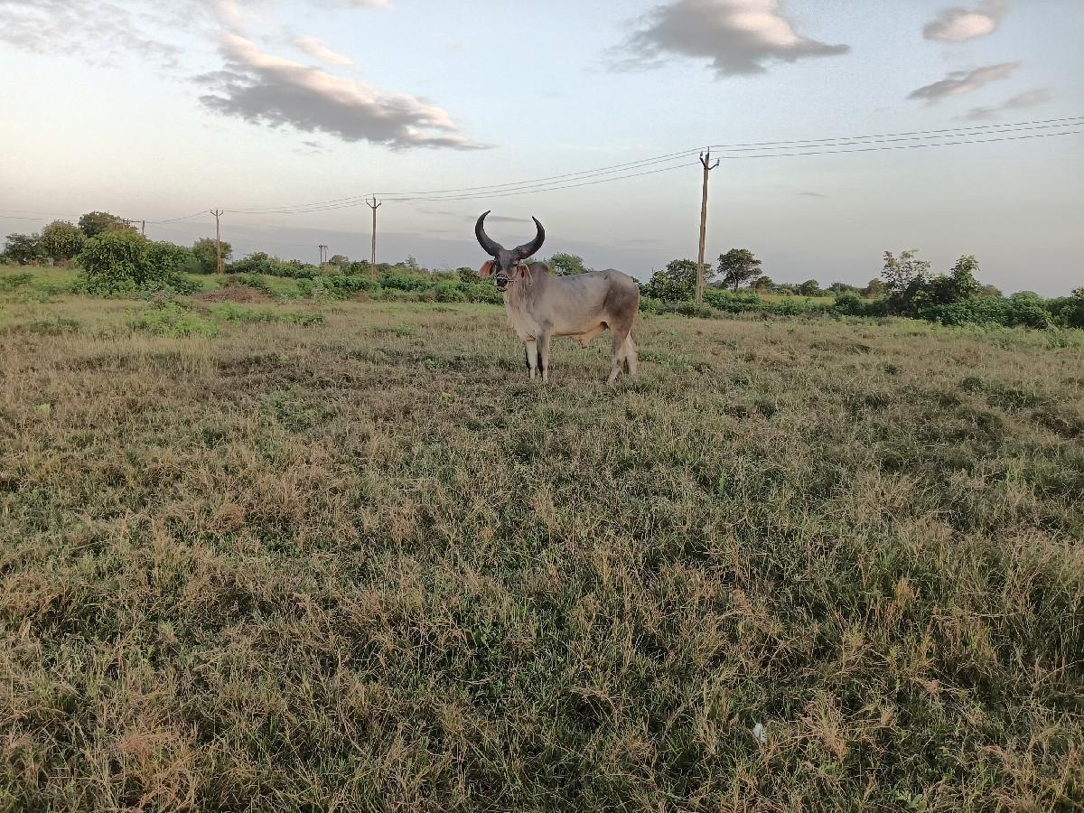 બળદ વેચવાનો છે