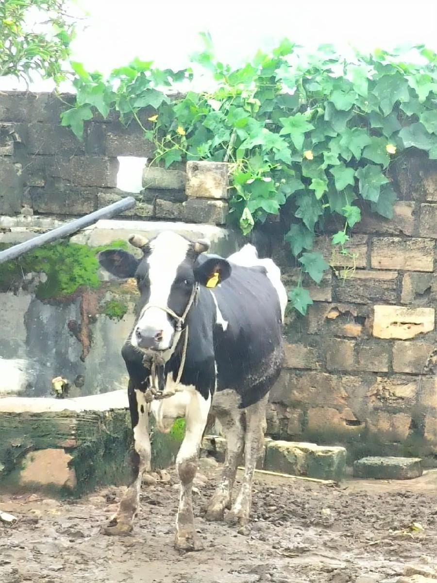 ગાય વેચવાની છે