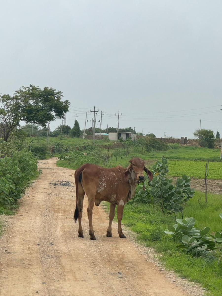 થંબનેલ 3