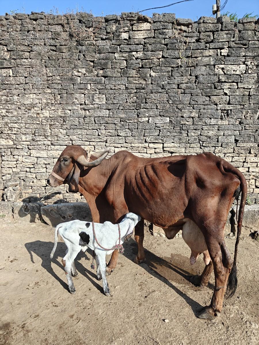 થંબનેલ 2