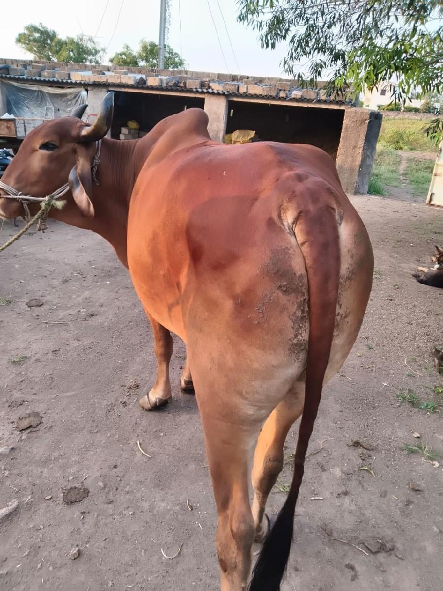 થંબનેલ 3