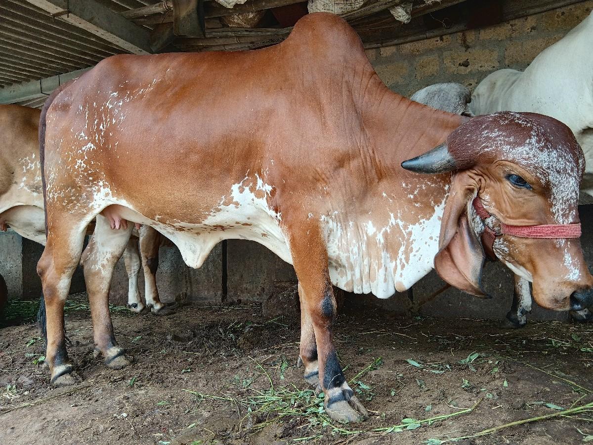 ગાય વેચવાની છે