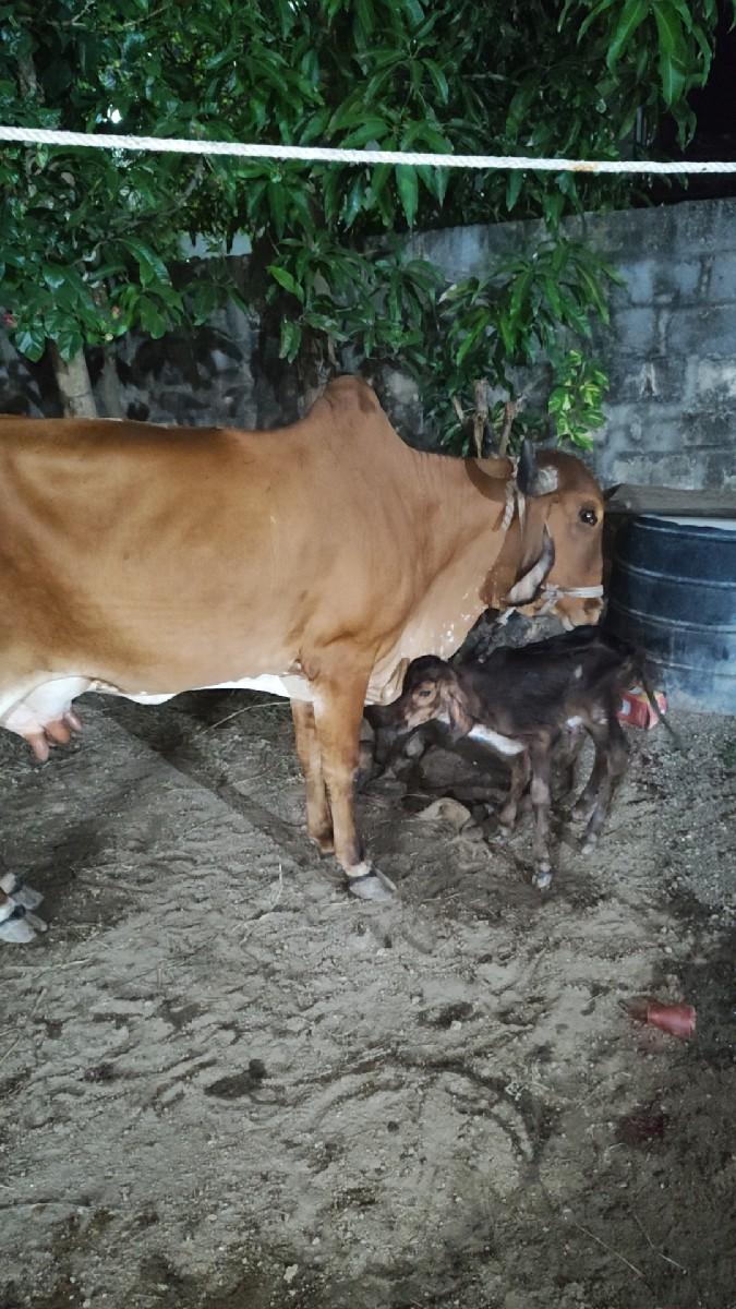 થંબનેલ 2