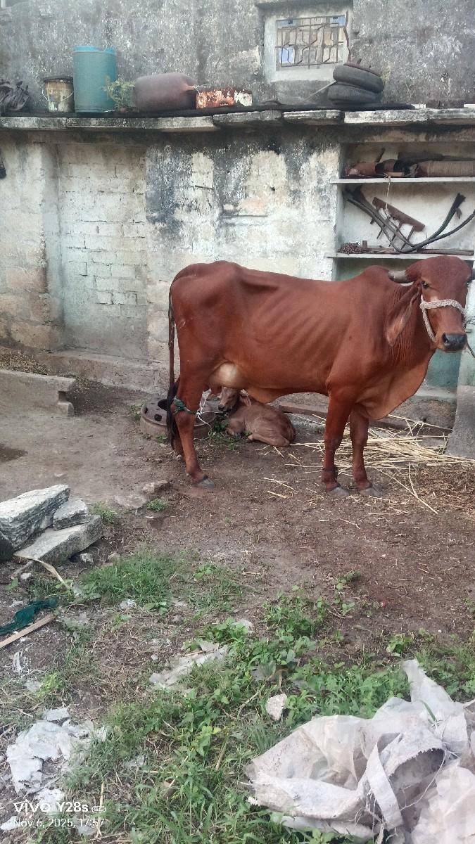 થંબનેલ 2