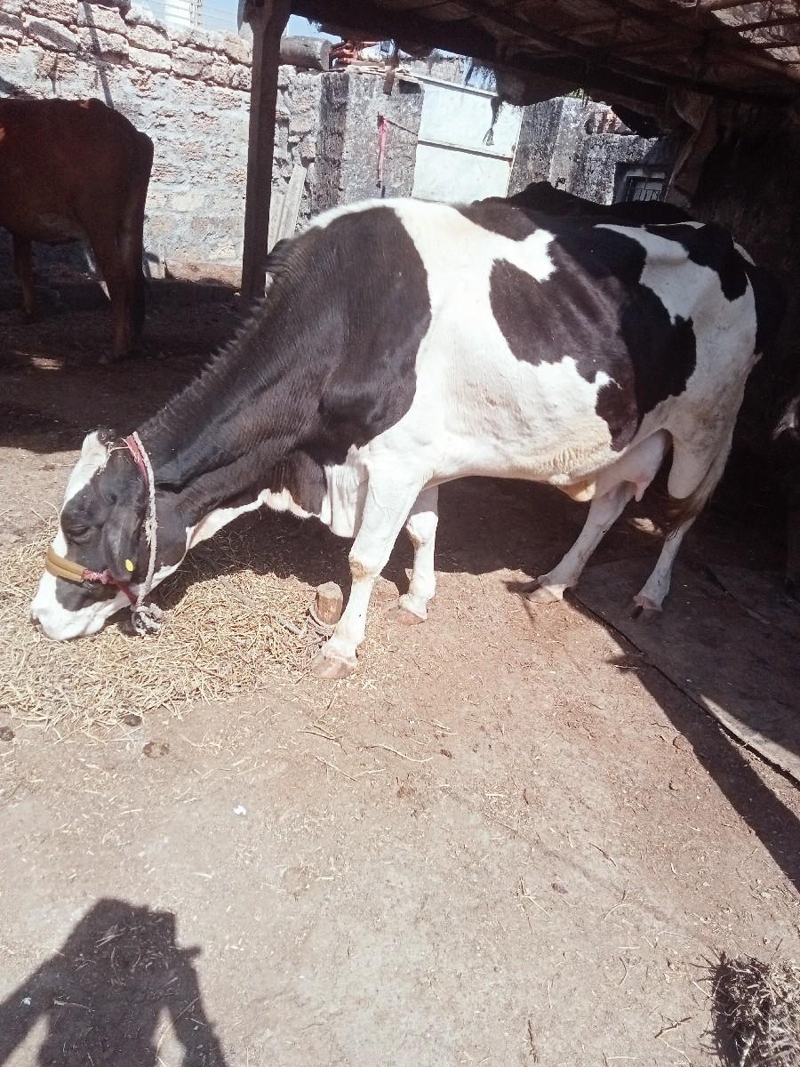 થંબનેલ 3