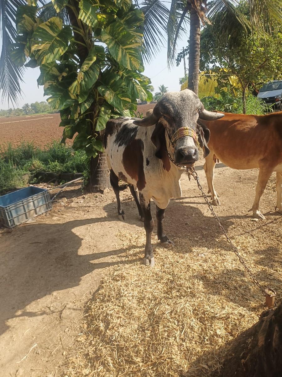 વેચવાની છે