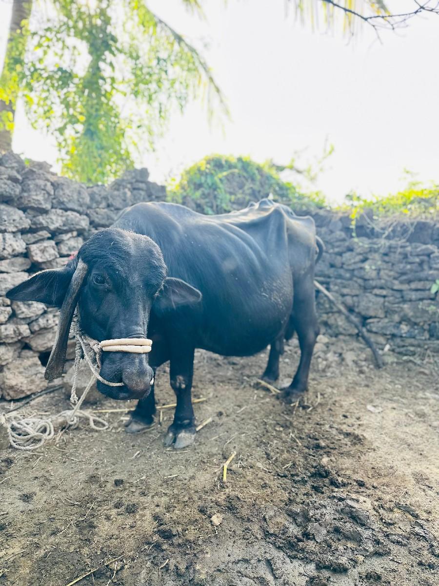 વેચવાની છે