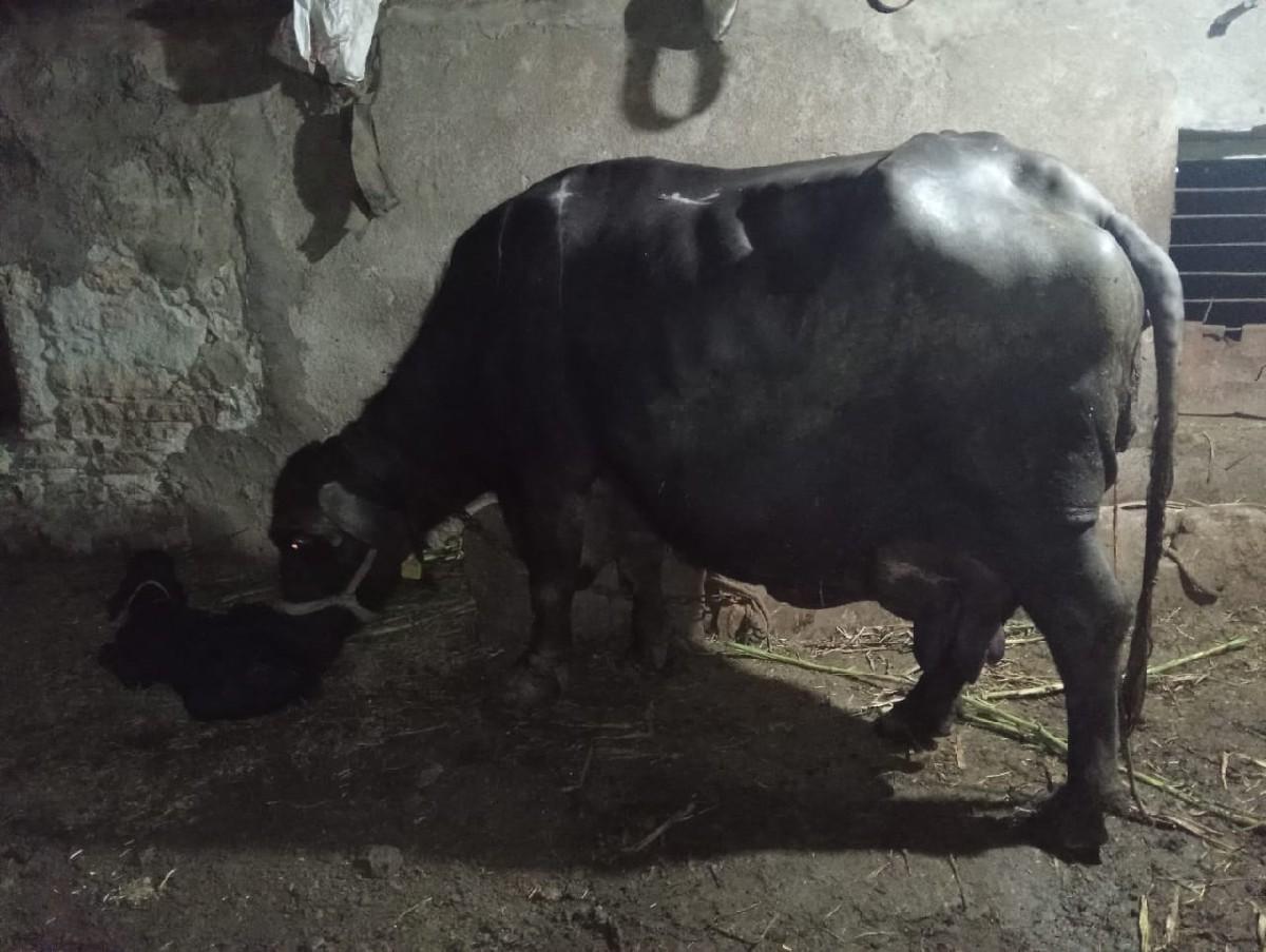 ભેંસ વેચવાની છે,