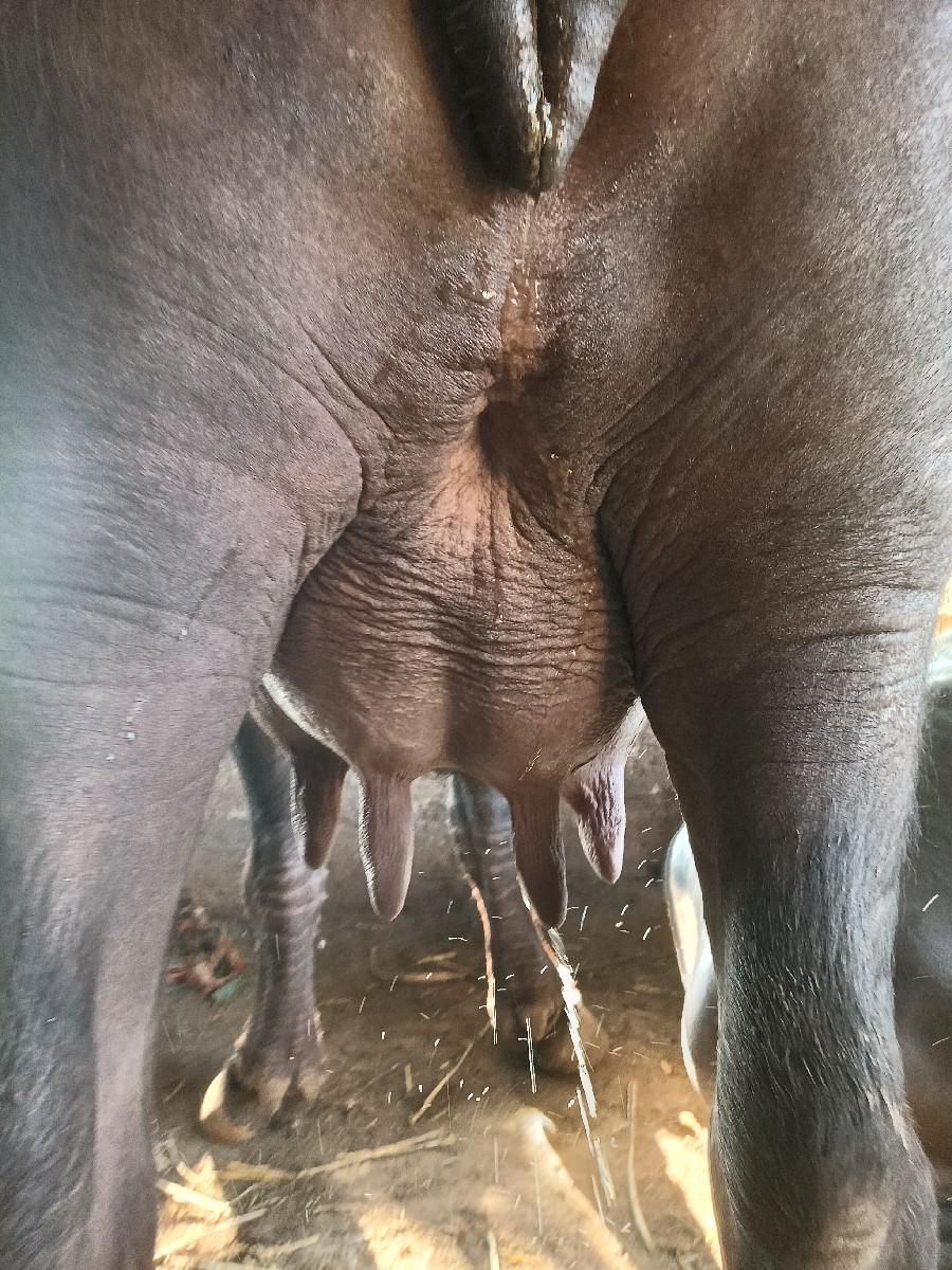 ભેંશ વેશવાની છે