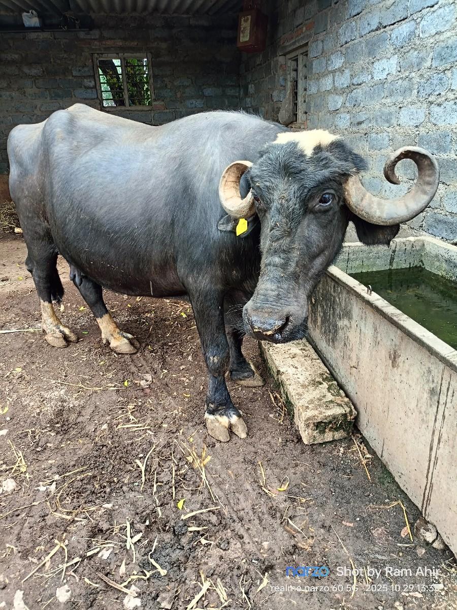 બધી જવાદારી