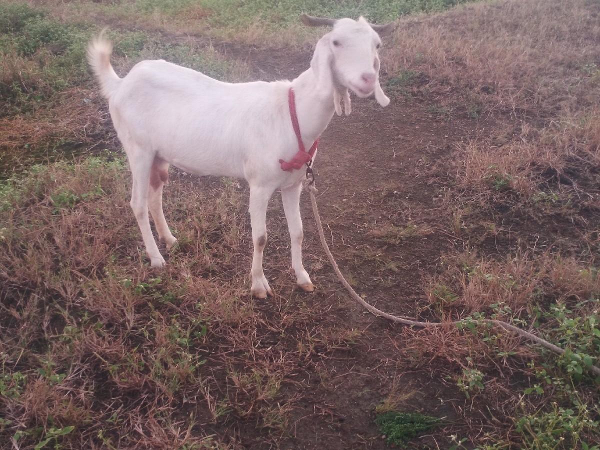 બકરી વેચવાની છે