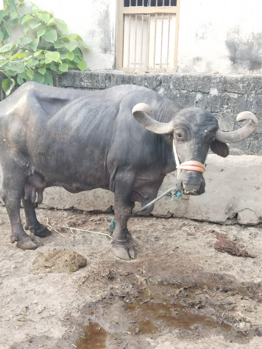 થંબનેલ 3