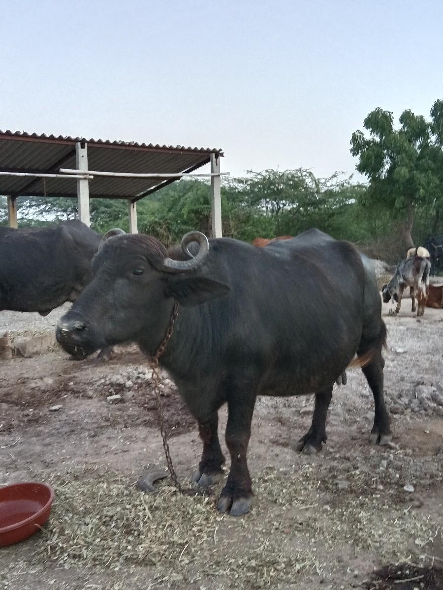 થંબનેલ 3