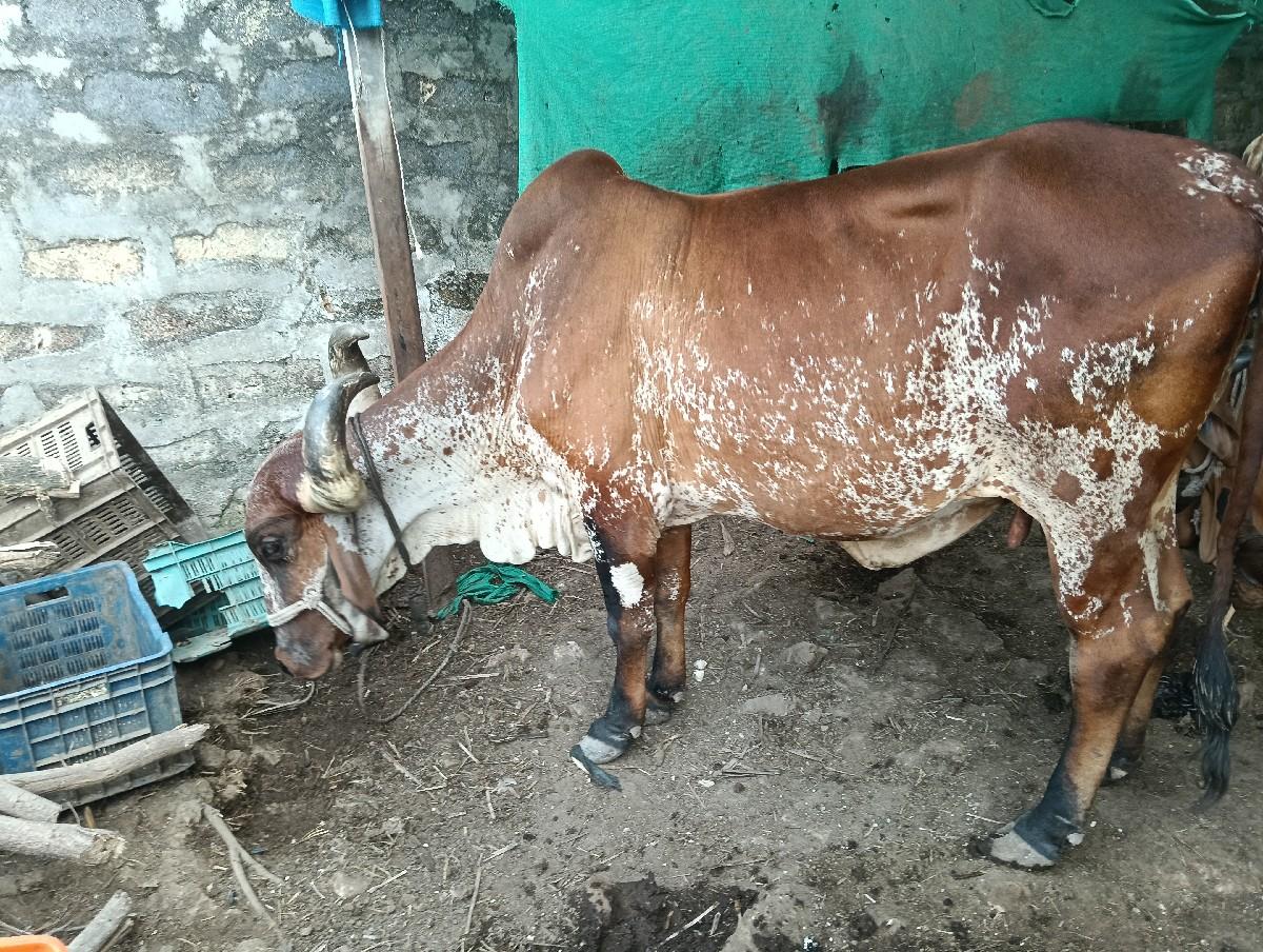 ગાય વેચવાની છે