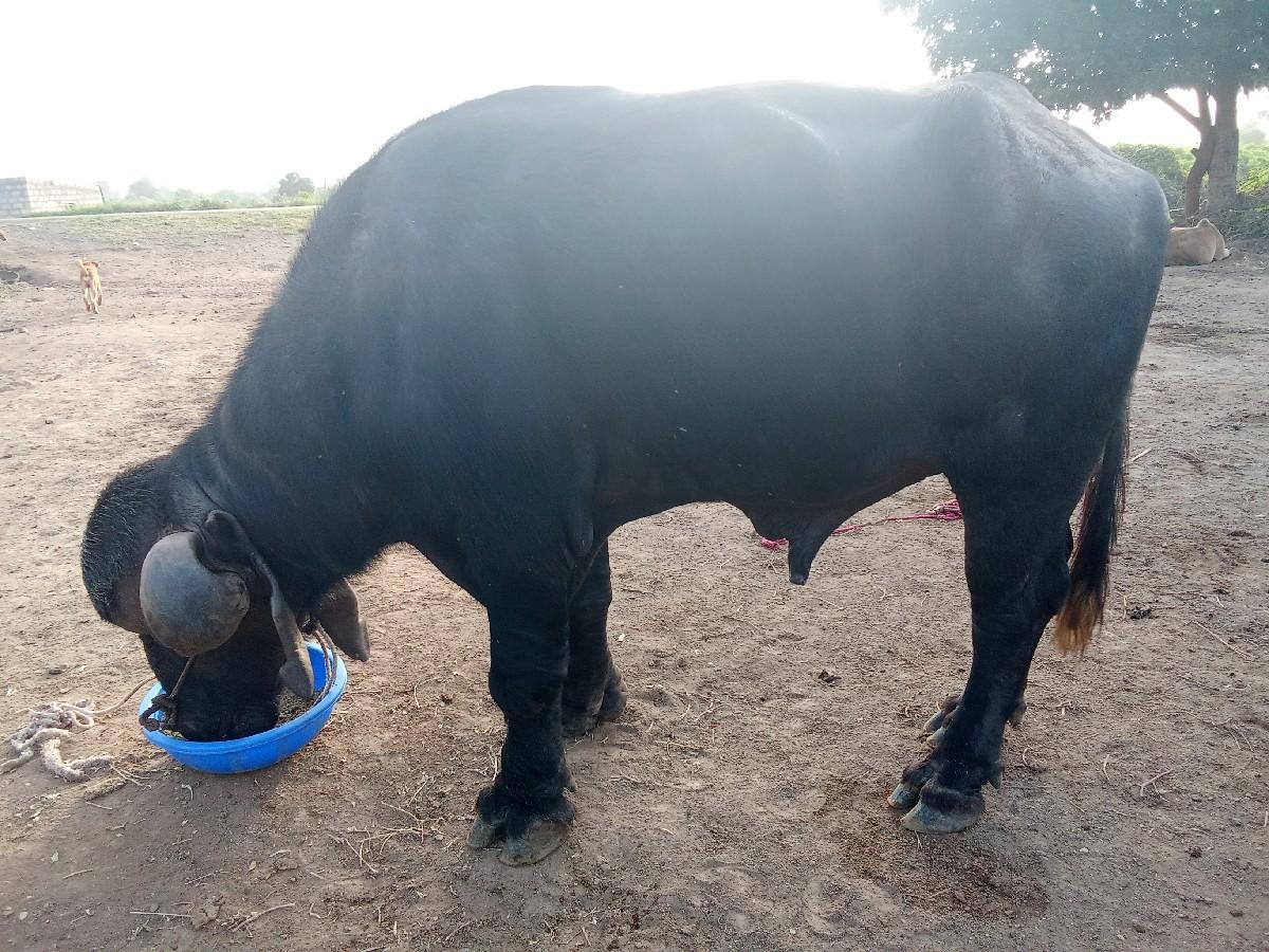 વેચવાનો સે પાડો