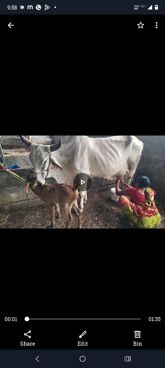 ગાય વેચવાની છે