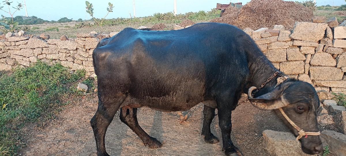 થંબનેલ 2