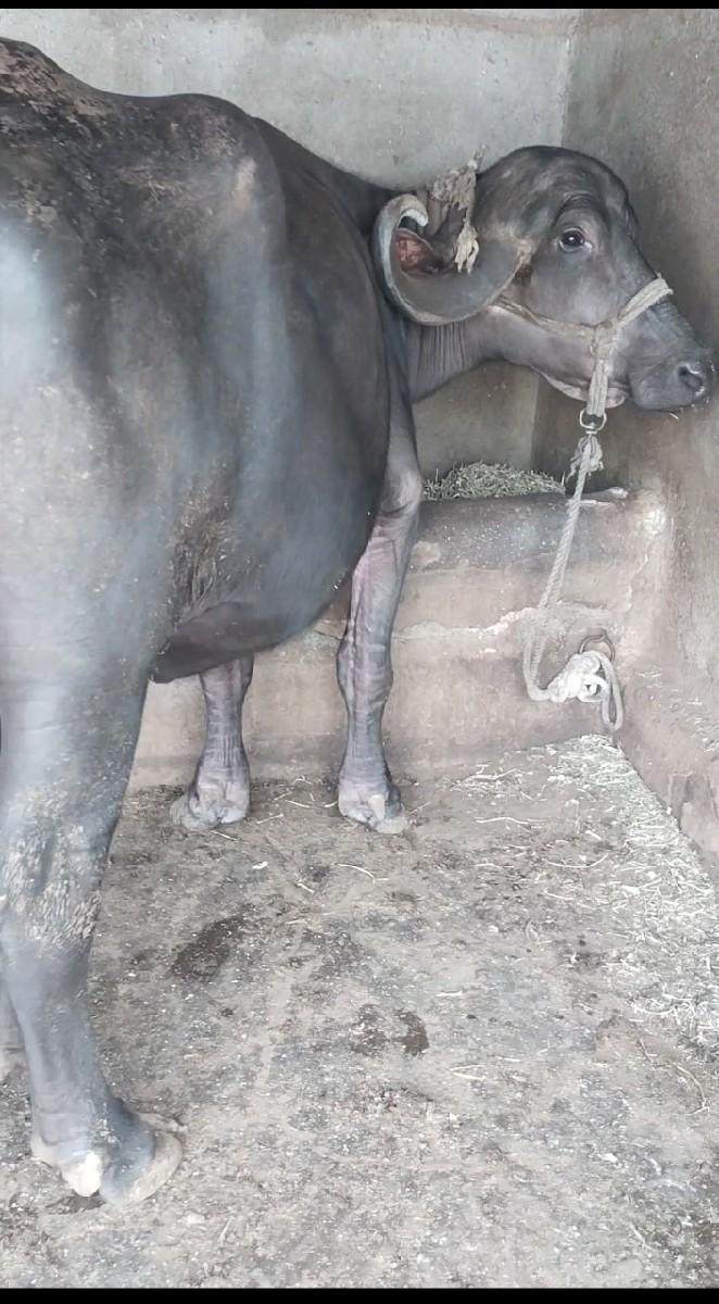 થંબનેલ 3