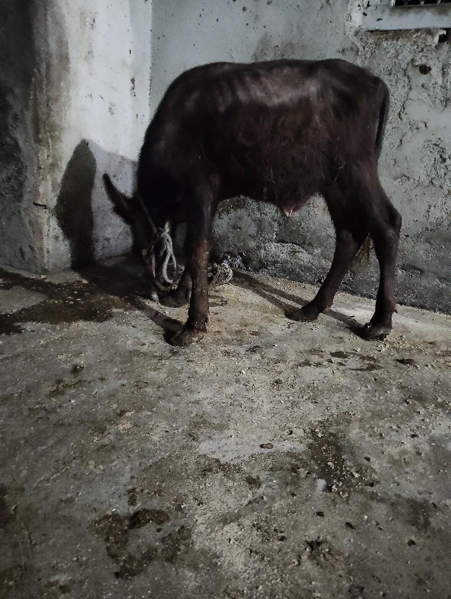 પાડો વેચવાનો છે