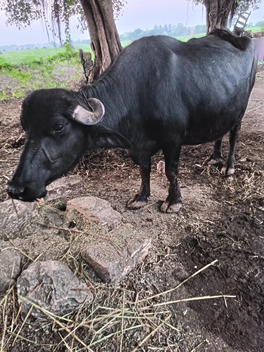 થંબનેલ 3