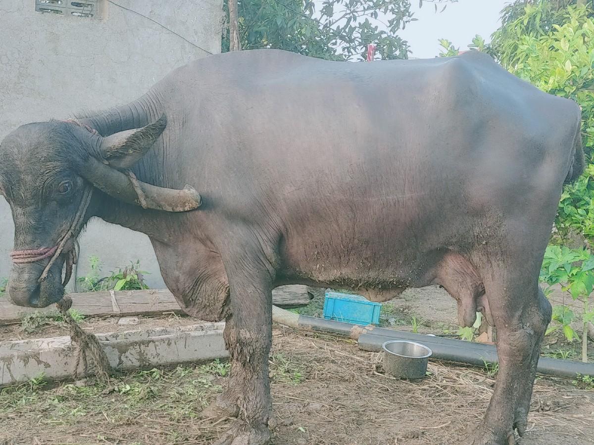 થંબનેલ 2