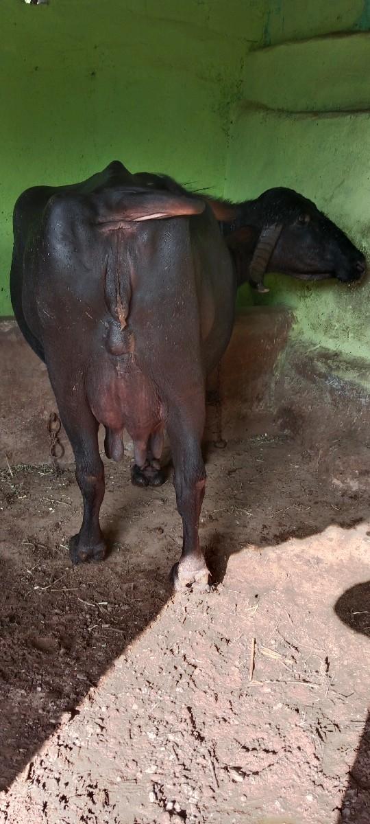 ભેસ વેસવા ની સે