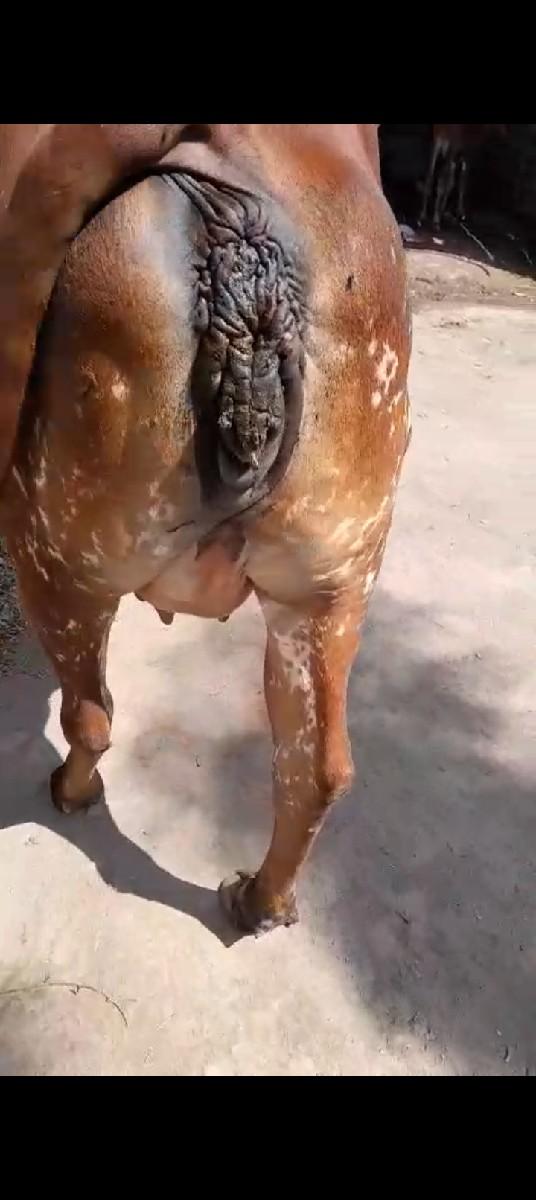 થંબનેલ 3