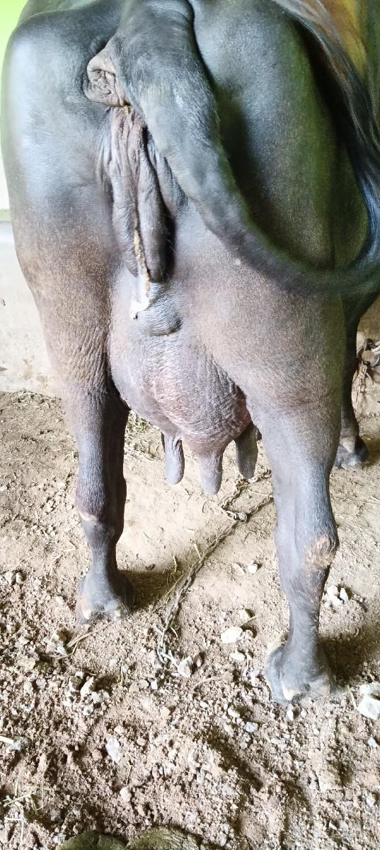 થંબનેલ 3