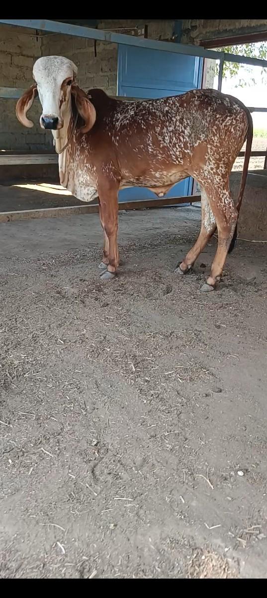 થંબનેલ 3