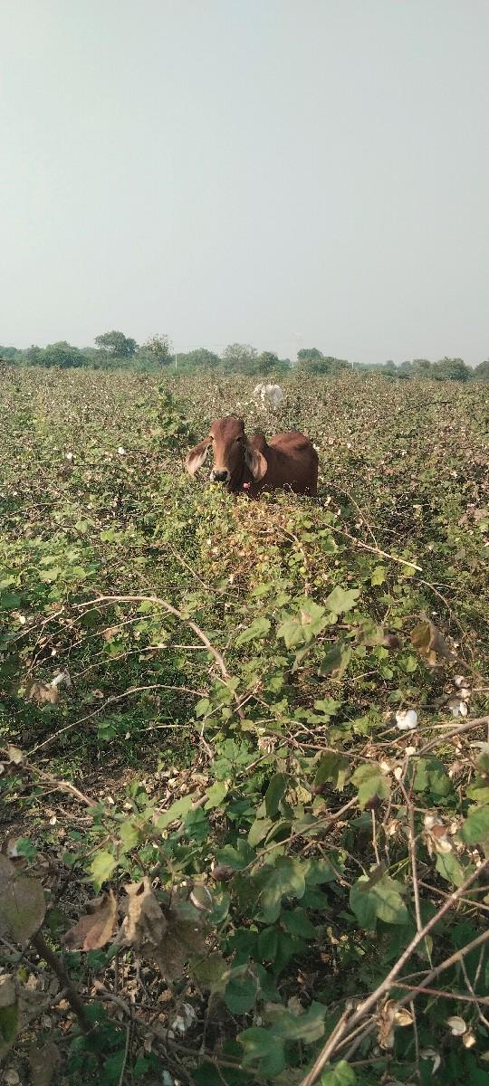 થંબનેલ 3