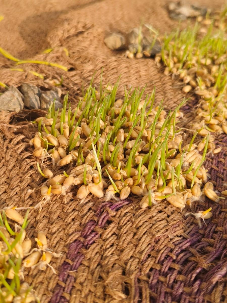 થંબનેલ 2