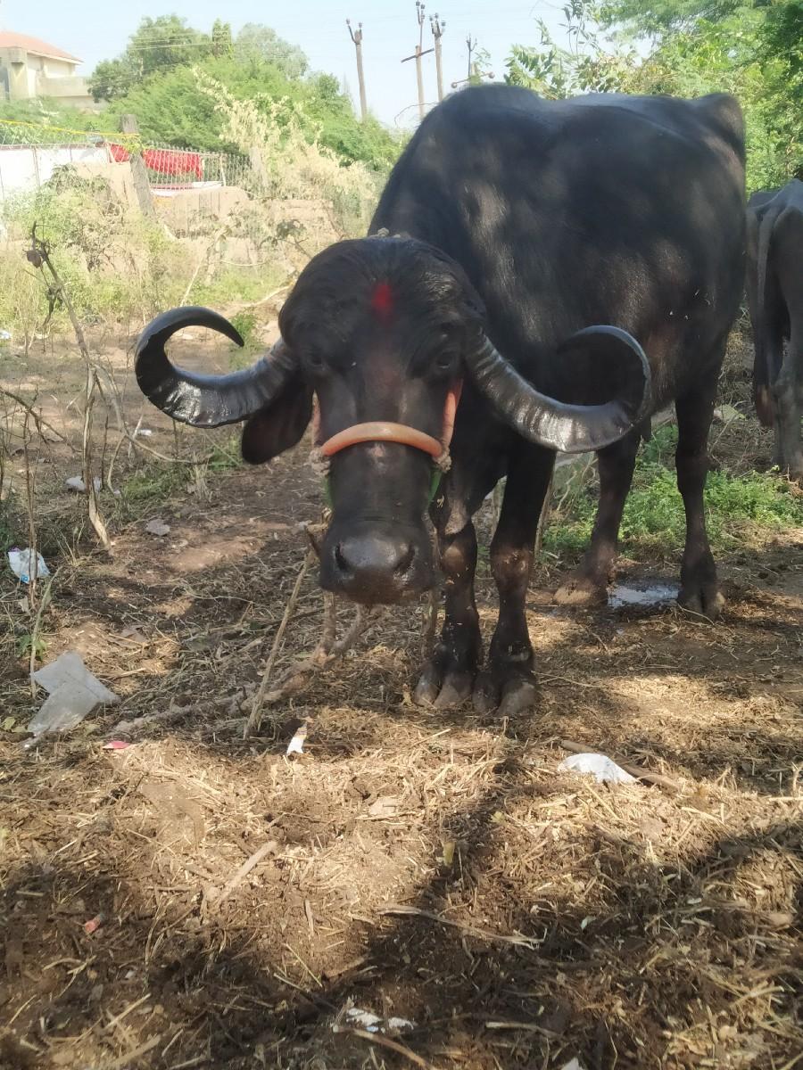 થંબનેલ 3