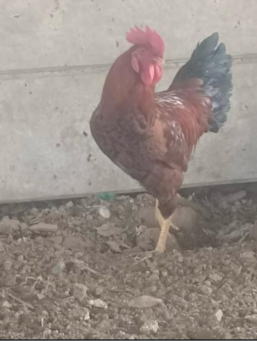 મરઘા 5 નાગછેદેવાના