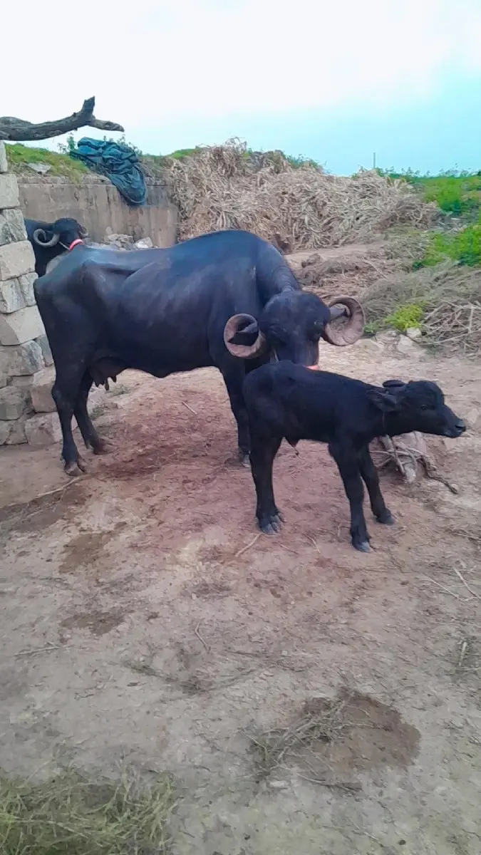 થંબનેલ 3