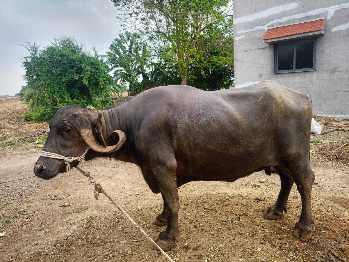 થંબનેલ 3