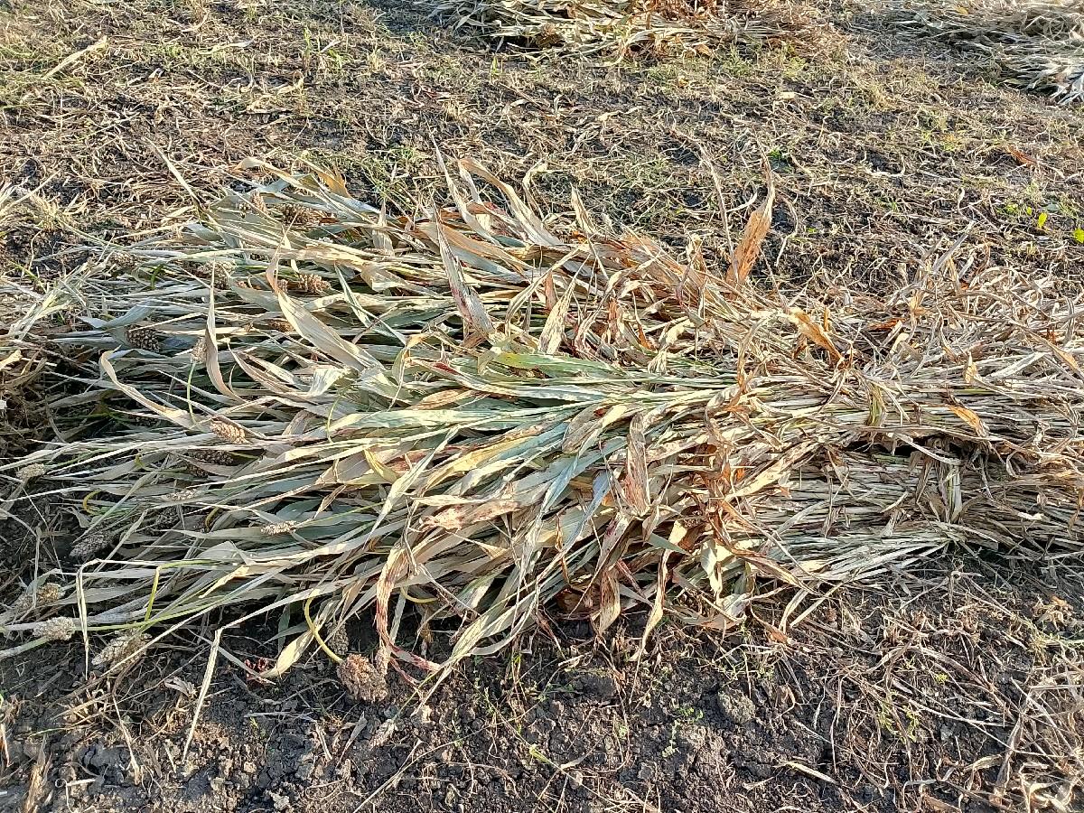 સાર  વેશવાની  છે.