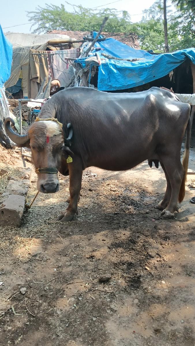 ભુરી ભેંસ વેચવાની છે