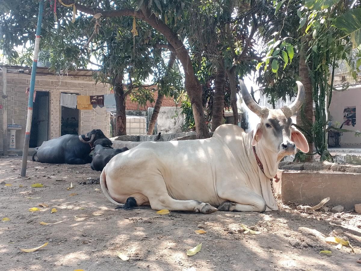 કાકરેજ ગાય ડેવાનીસે