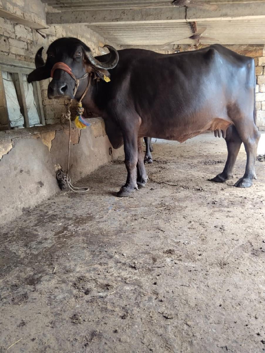 સિસોદિયા સાપરાજ ભાઈ નાનુભાઈ