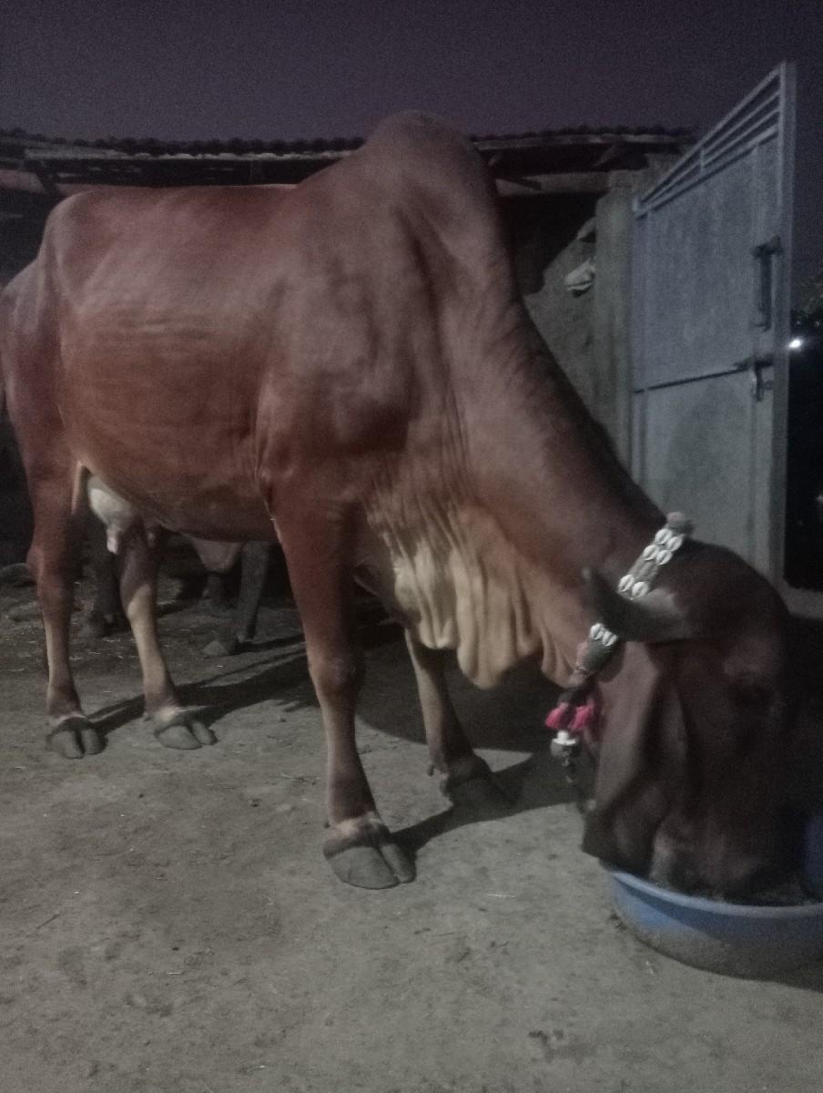 ગાય વેચવાની છે