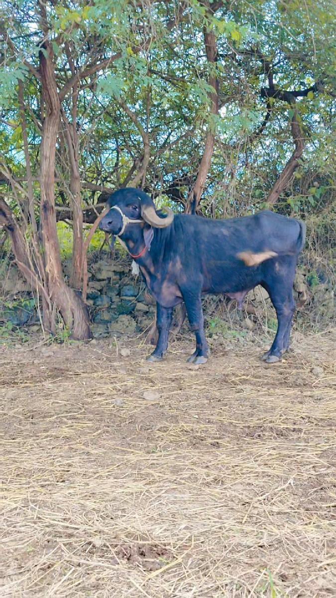 થંબનેલ 3