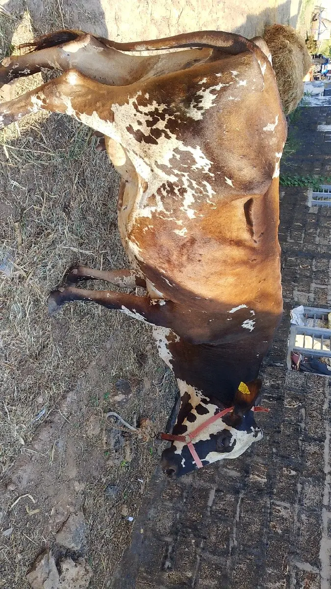 થંબનેલ 2