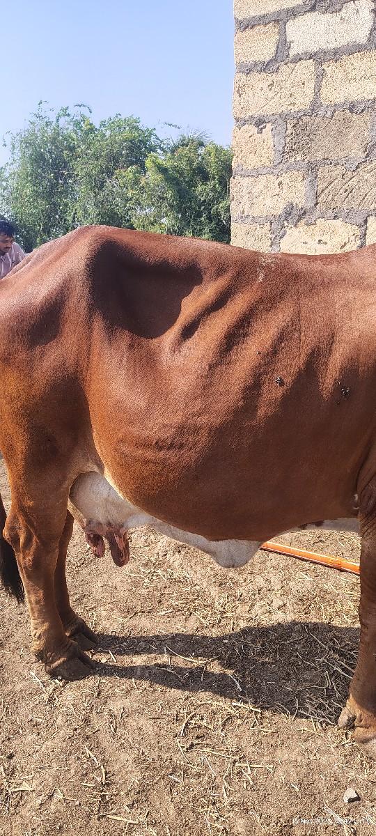 થંબનેલ 2