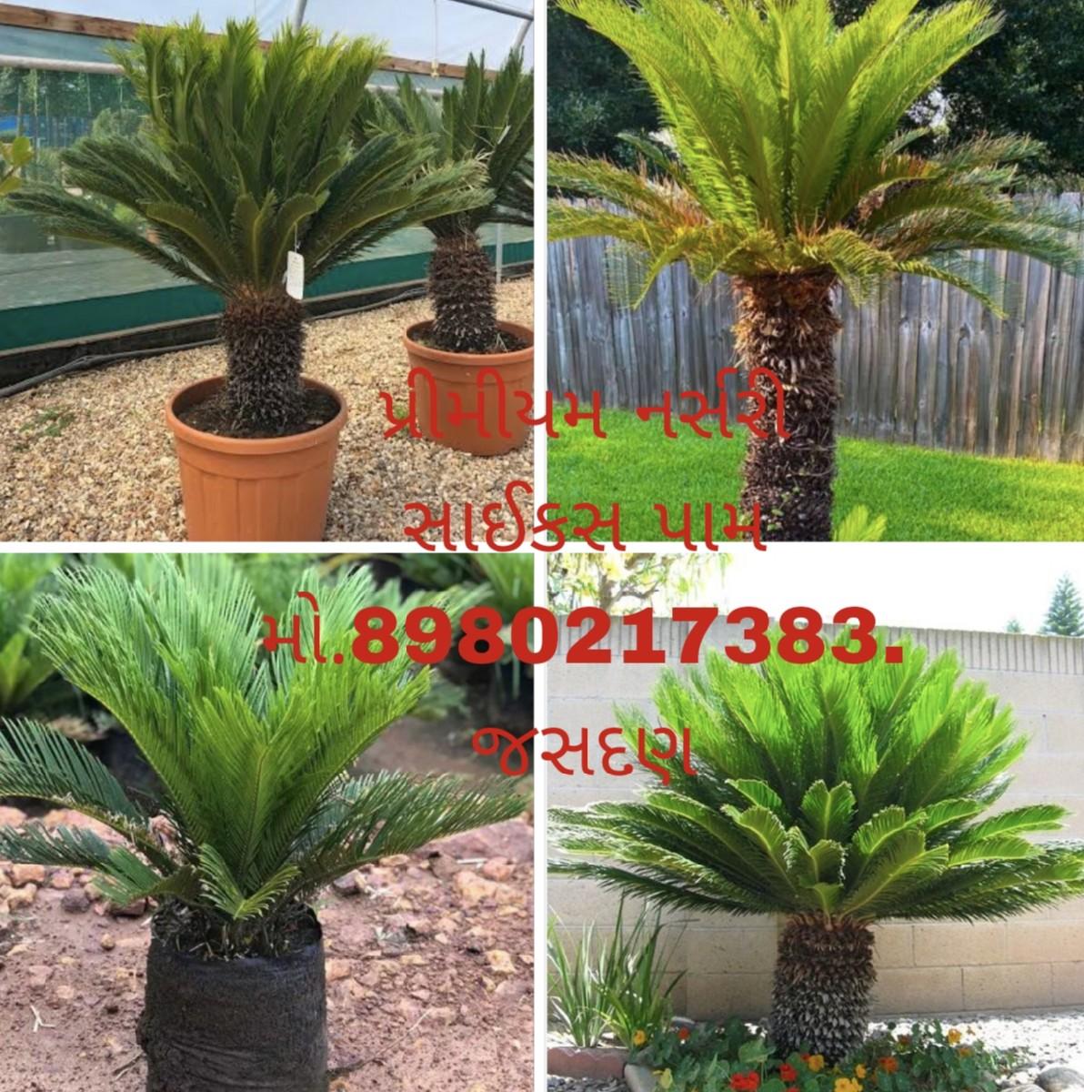 થંબનેલ 6