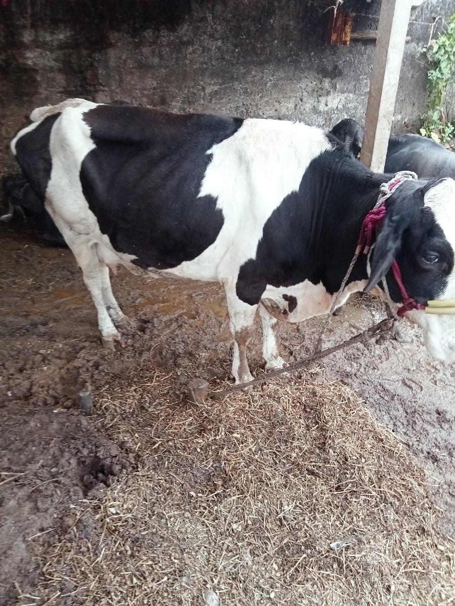 થંબનેલ 2