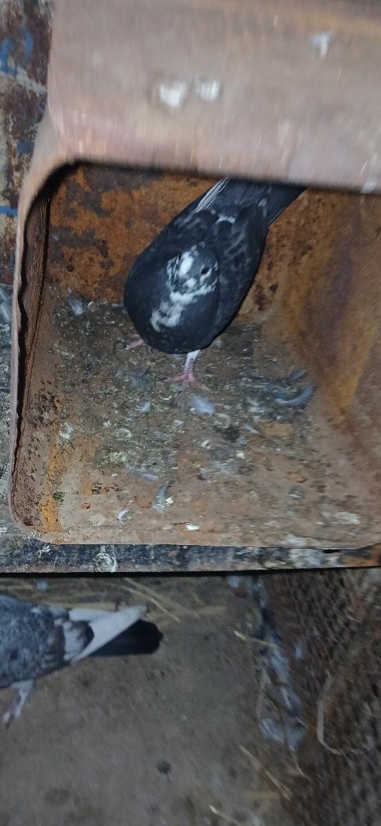 લેવા હોય તોજ કોલ કરો