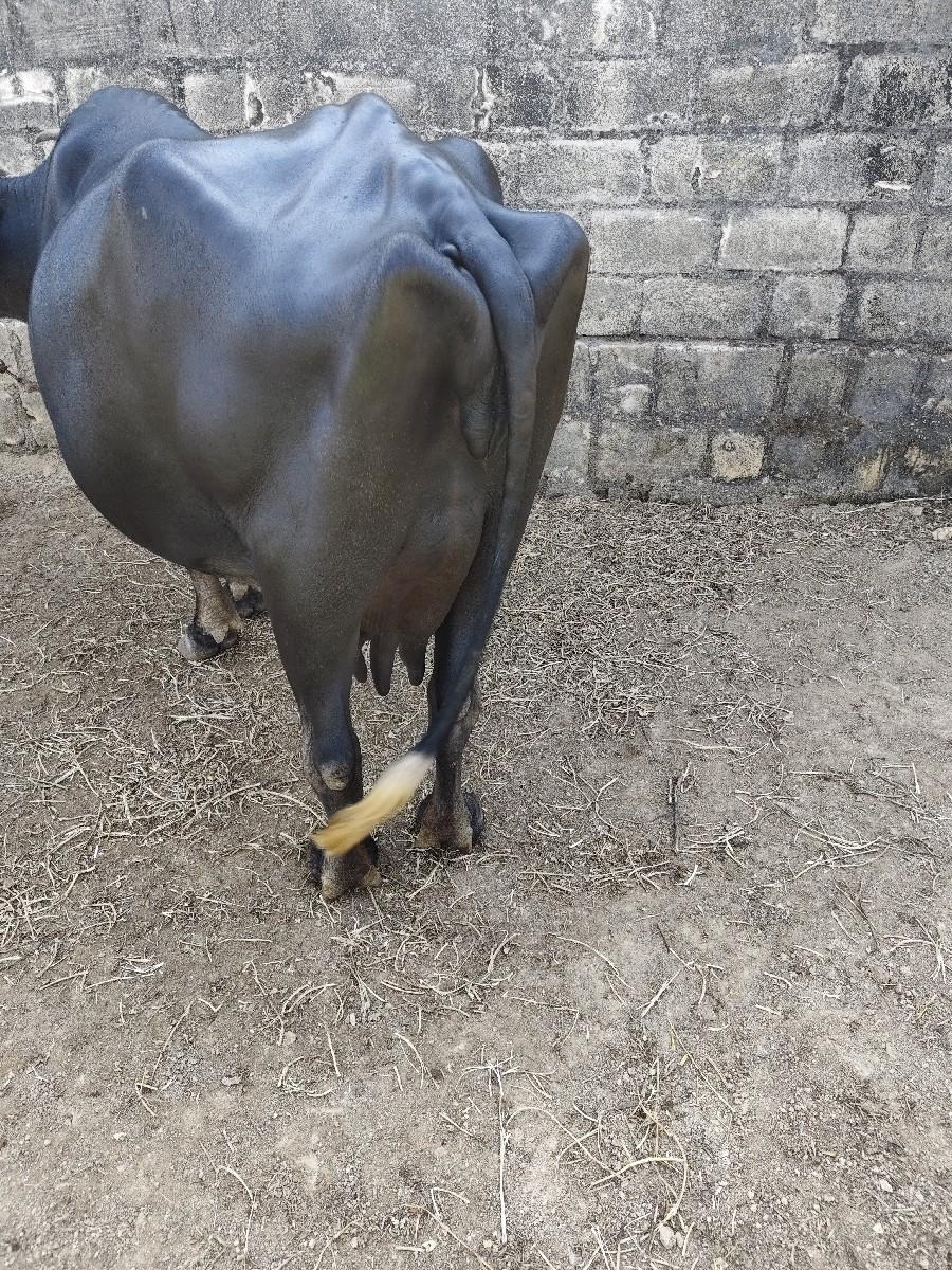 ભેંસ વેચવાની છે